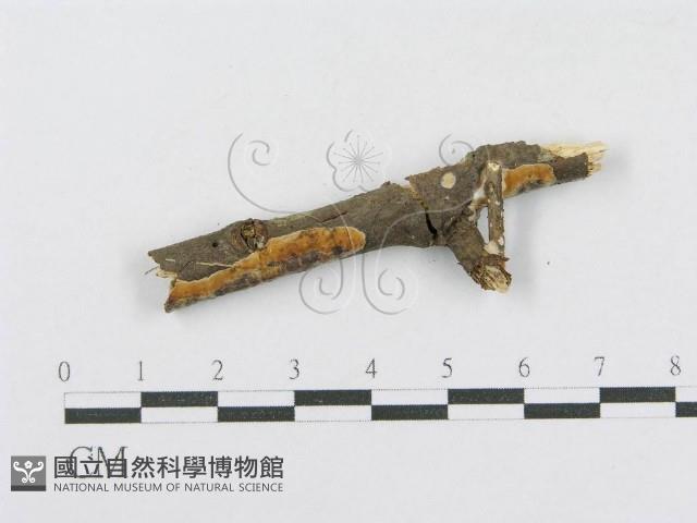 登錄號:F0013692藏品圖，第1張