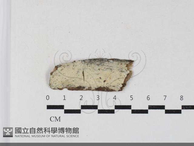 登錄號:F0033692藏品圖，第1張