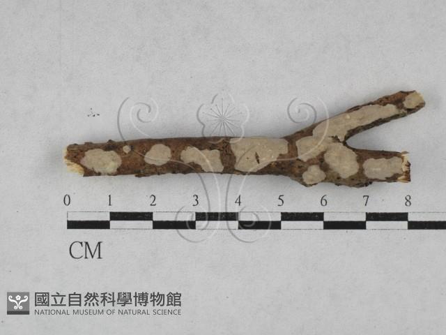 登錄號:F0028492藏品圖，第1張