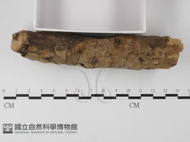 登錄號:F0008492藏品圖，第1張