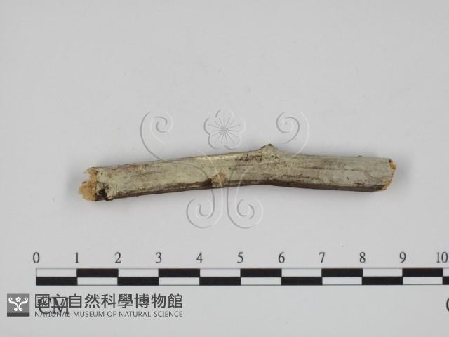 登錄號:F0000492藏品圖，第1張