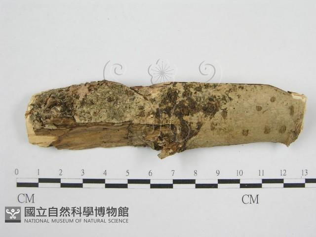 登錄號:F0010492藏品圖，第1張