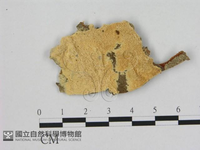 登錄號:F0006492藏品圖，第1張