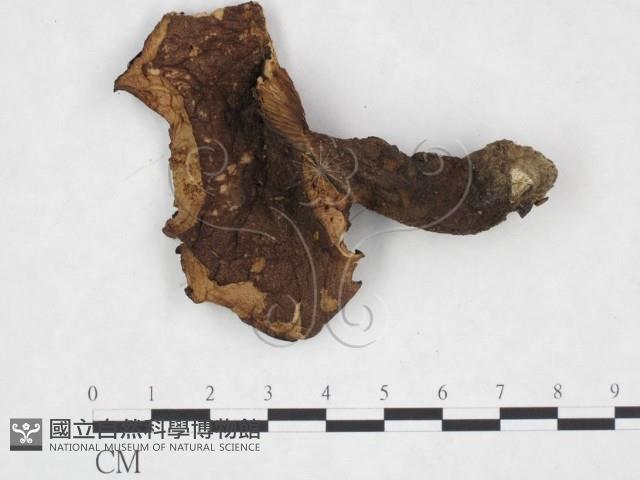 登錄號:F0024492藏品圖，第1張