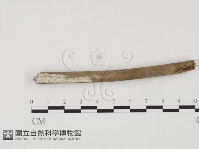 冇骨消絲齒菌藏品圖，第1張