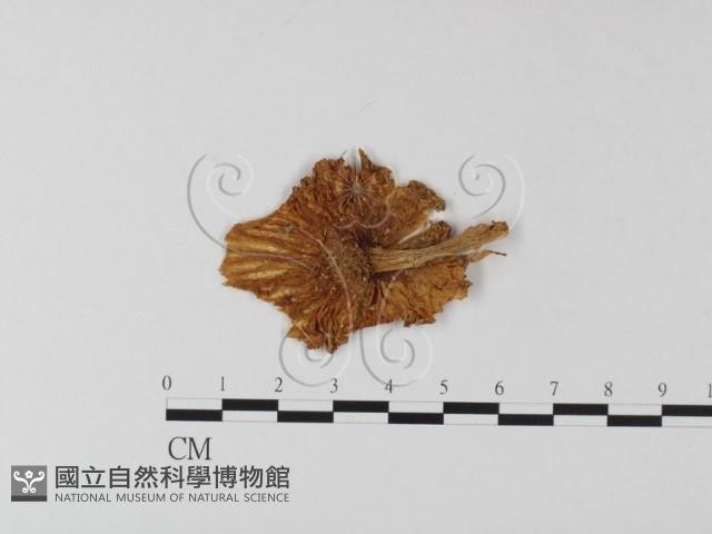 鵝膏屬藏品圖，第1張