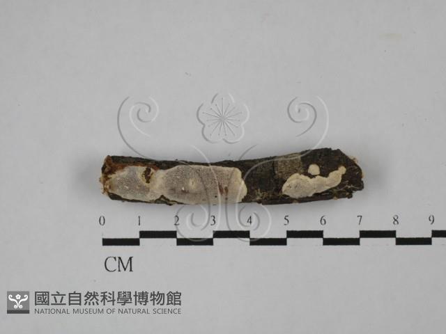 登錄號:F0022492藏品圖，第1張