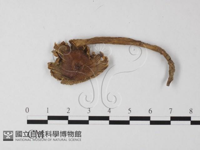 登錄號:F0012492藏品圖，第1張