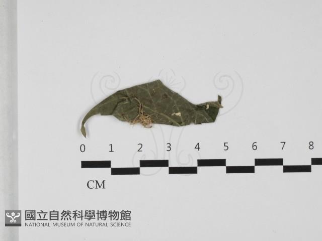 登錄號:F0032492藏品圖，第1張