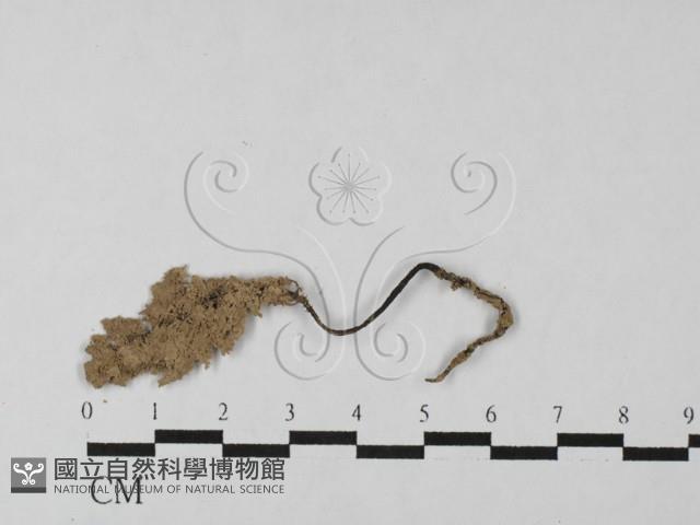 炭角菌屬藏品圖，第1張