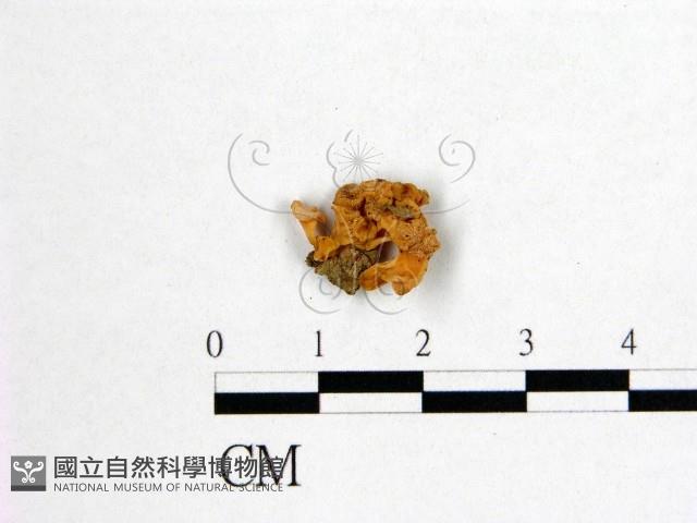 登錄號:F0005492藏品圖，第1張