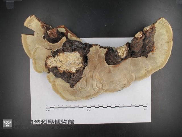登錄號:F0015492藏品圖，第1張