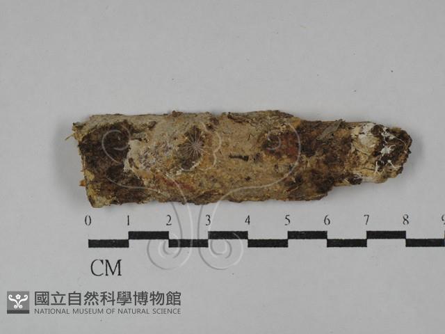 登錄號:F0029492藏品圖，第1張