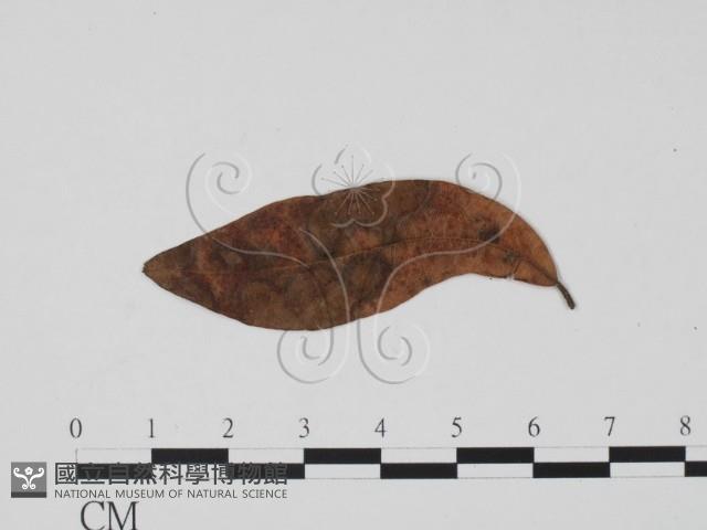 登錄號:F0019492藏品圖，第1張