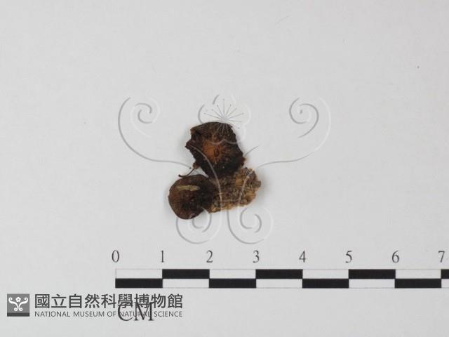 登錄號:F0023492藏品圖，第1張