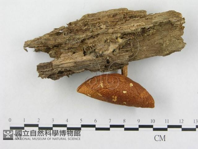 登錄號:F0003492藏品圖，第1張