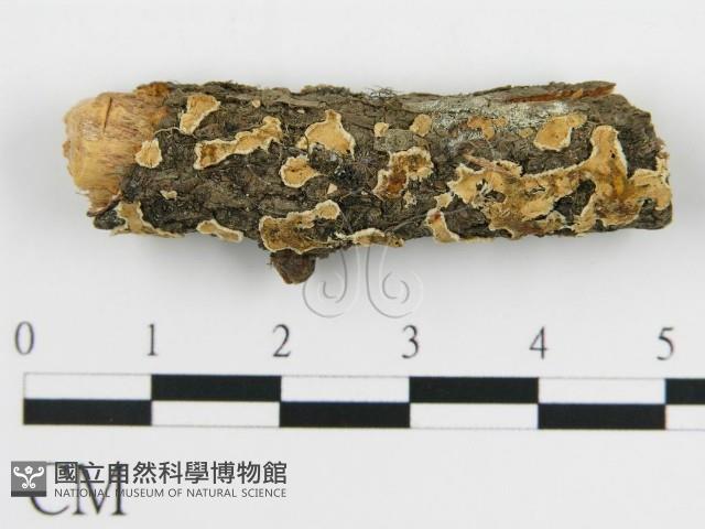 盤革菌屬藏品圖，第1張