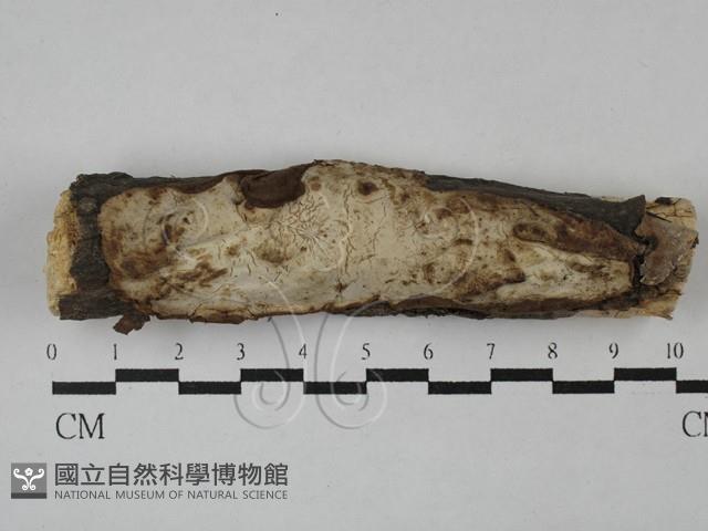 登錄號:F0028792藏品圖，第1張