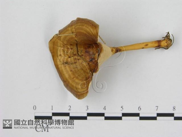 黄柄小孔菌藏品圖，第1張