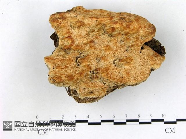 登錄號:F0018792藏品圖，第1張
