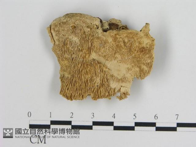 登錄號:F0010792藏品圖，第1張