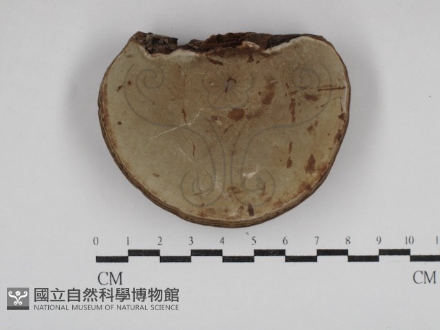 靈芝屬藏品圖，第1張