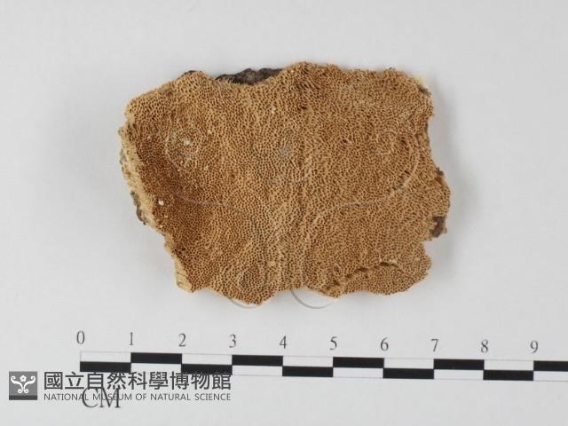 登錄號:F0006792藏品圖，第1張