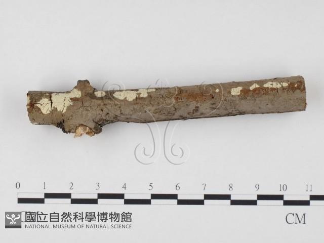 冇骨消絲齒菌藏品圖，第1張
