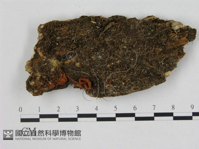 小菇屬藏品圖，第1張