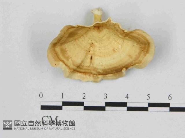 黄柄小孔菌藏品圖，第1張