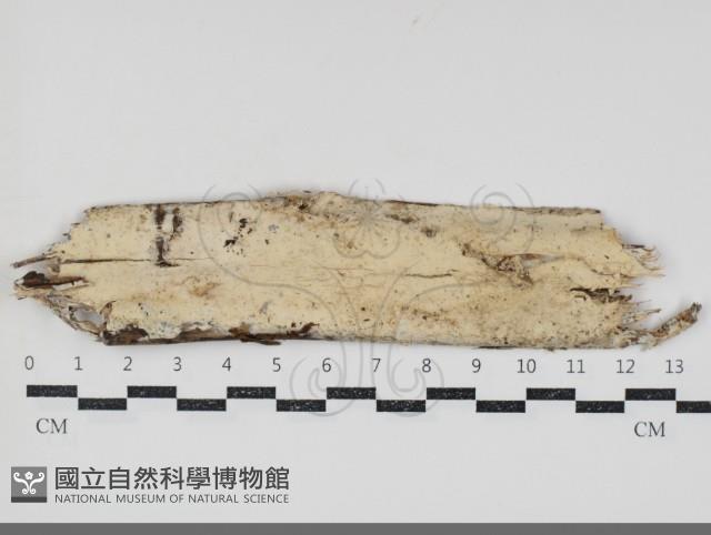 粗糙孢菌屬藏品圖，第1張