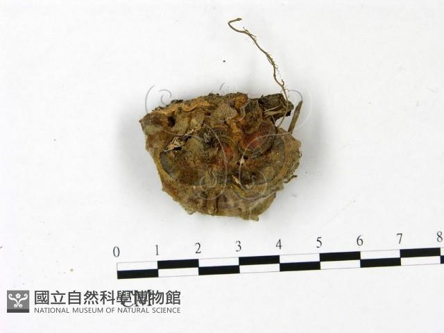 登錄號:F0022792藏品圖，第1張
