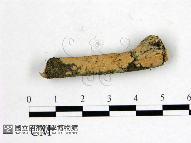 登錄號:F0002792藏品圖，第1張