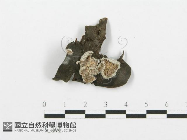 裂褶菌藏品圖，第1張