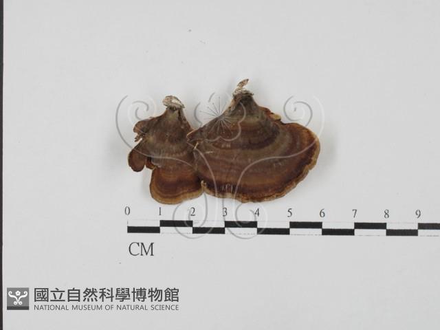 小孔菌屬藏品圖，第1張