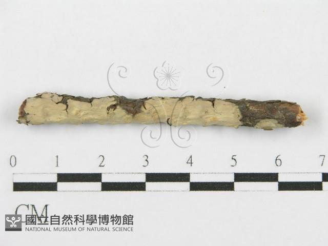 登錄號:F0017792藏品圖，第1張