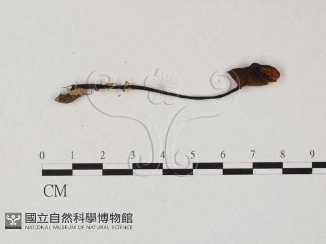 盔孢傘屬藏品圖，第1張