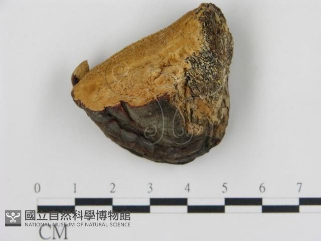 松生擬層孔菌藏品圖，第1張