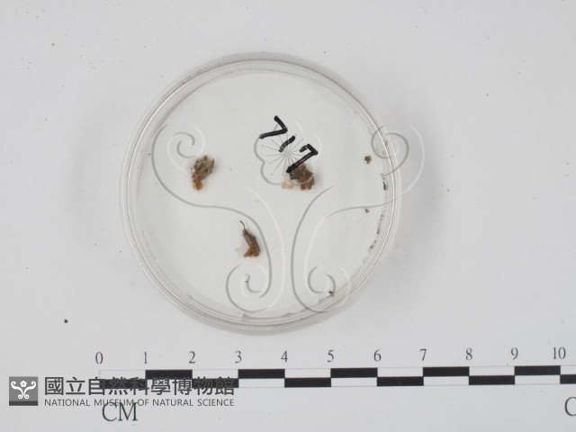 登錄號:F0009792藏品圖，第1張