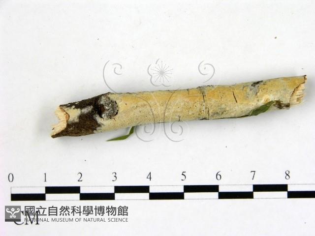 登錄號:F0013792藏品圖，第1張