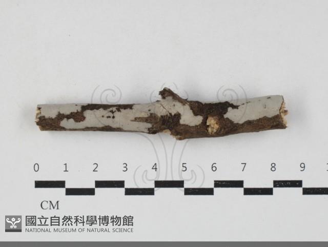 登錄號:F0033792藏品圖，第1張