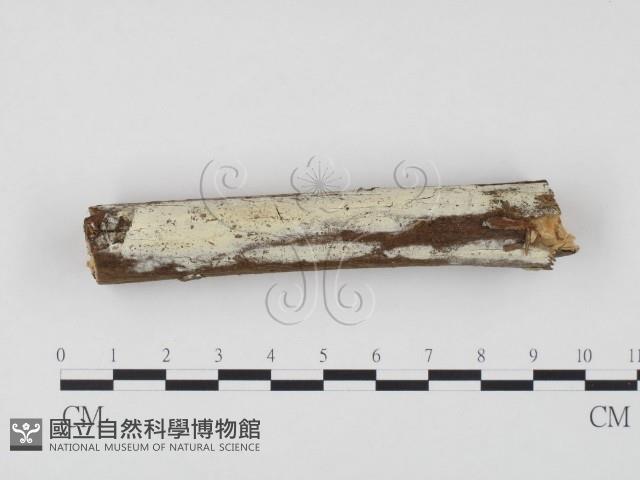 冇骨消絲齒菌藏品圖，第1張