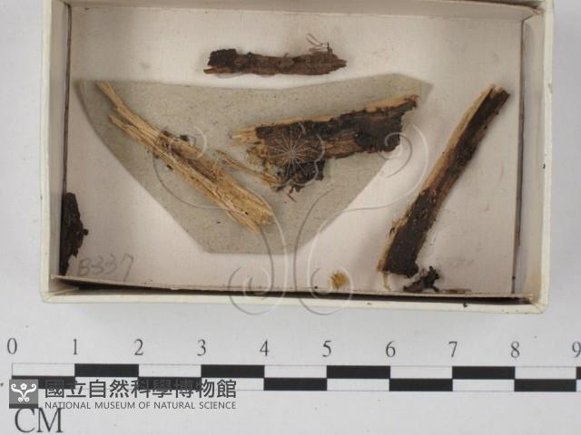 登錄號:F0020592藏品圖，第1張
