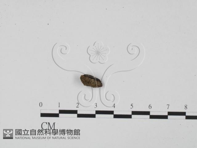 館號:F0000592藏品圖，第1張