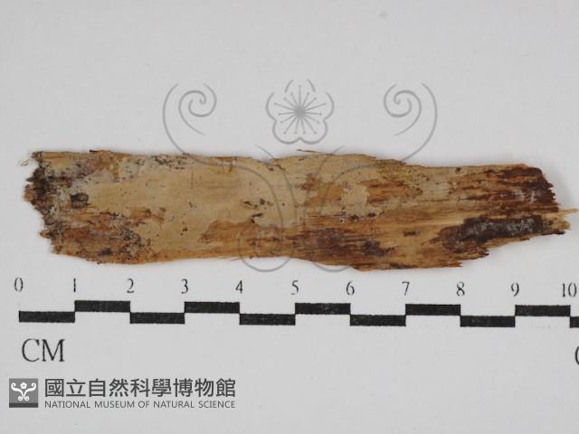 登錄號:F0030592藏品圖，第1張