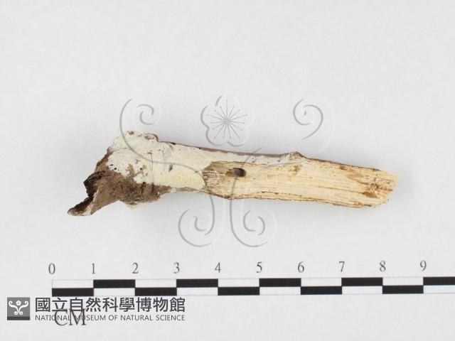 冇骨消絲齒菌藏品圖，第1張