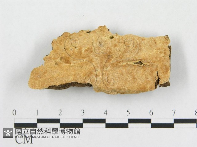 登錄號:F0006592藏品圖，第1張