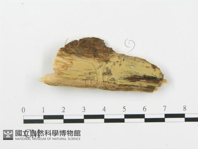 登錄號:F0016592藏品圖，第1張