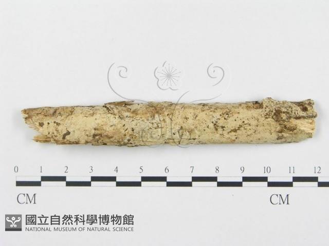 登錄號:F0001592藏品圖，第1張