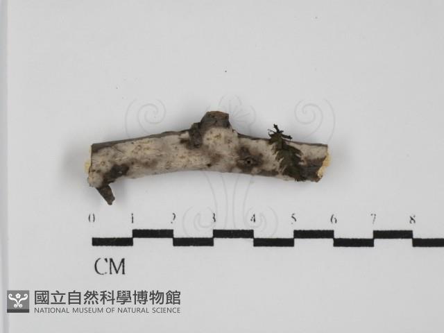 筍殼菌屬藏品圖，第1張